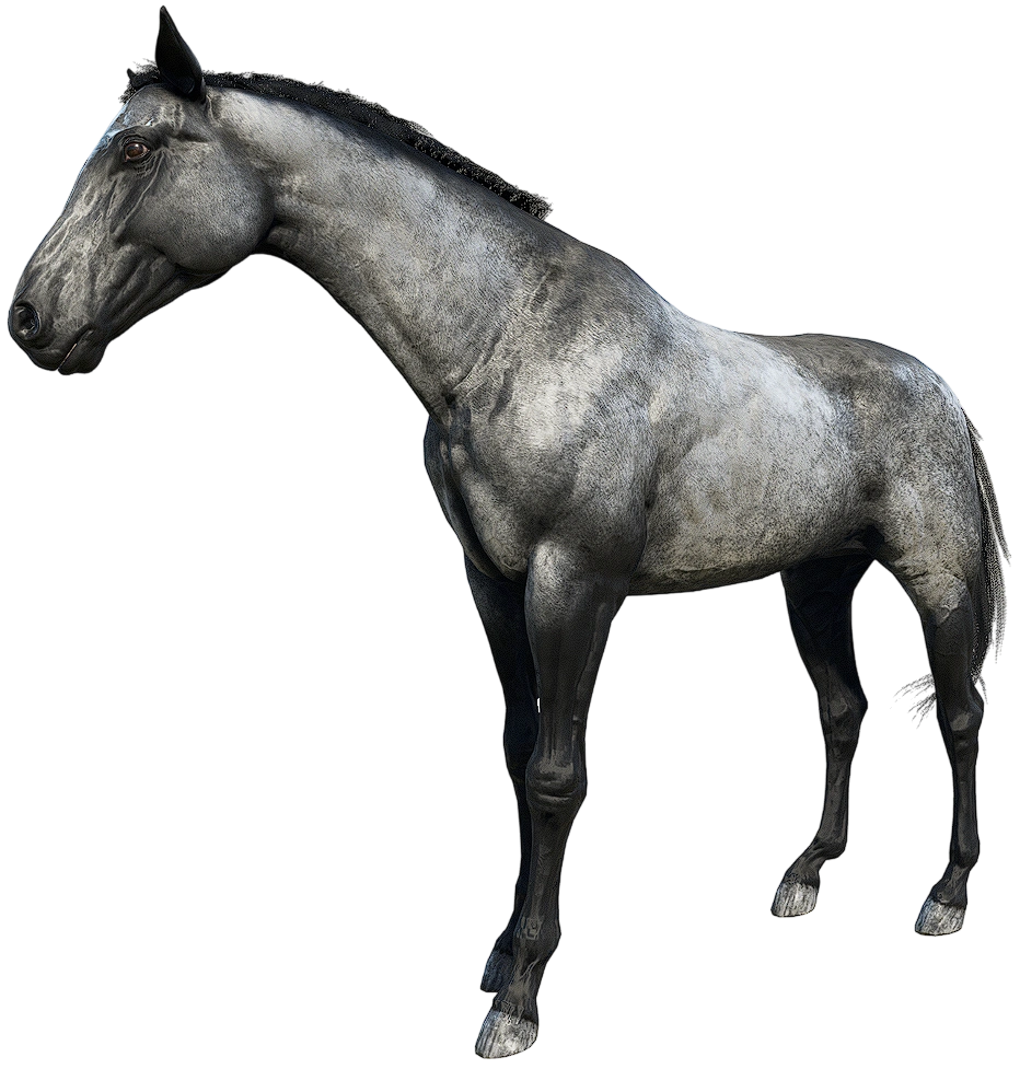 Turkoman
