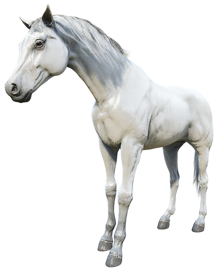 Arabian